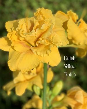 Dutch Yellow Truffle
