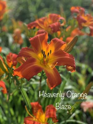 Heavenly Orange Blaze