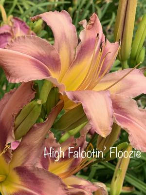 High Falootin’ Floozie