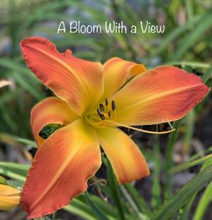 A Bloom With A View