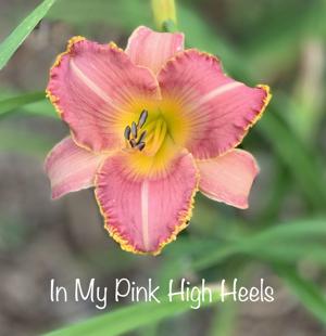 In My Pink High Heels