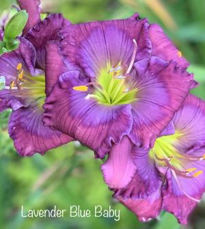 Lavender Blue Baby