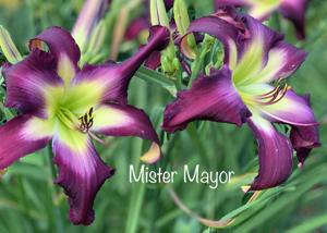 Mister Mayor