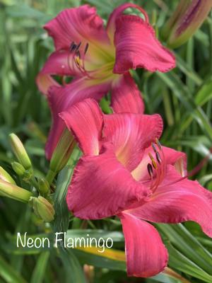 Neon Flamingo