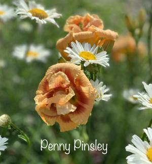 Penny Pinsley