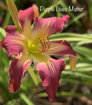 Purple Lives Matter