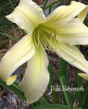 Pale Behemoth