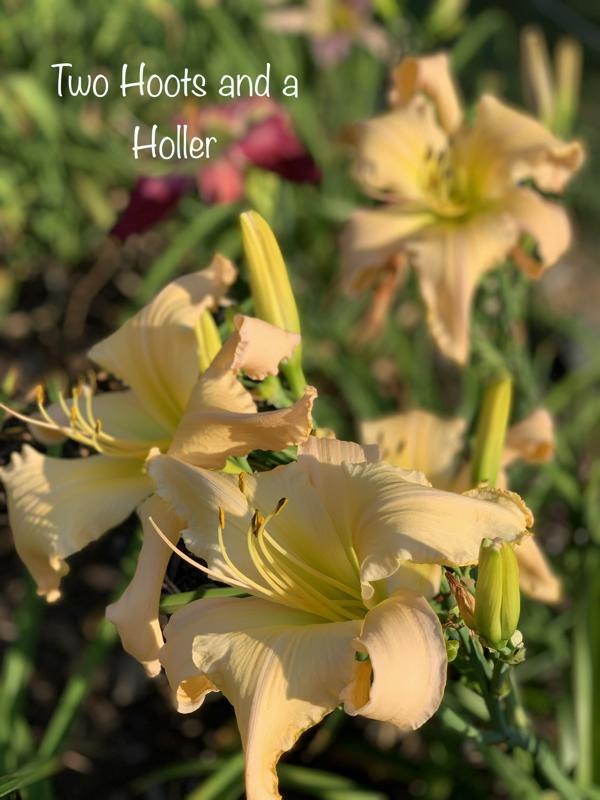 IMG_8190