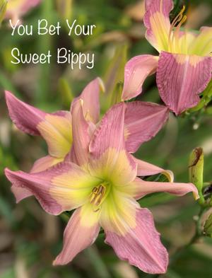 You Bet Your Sweet Bippy